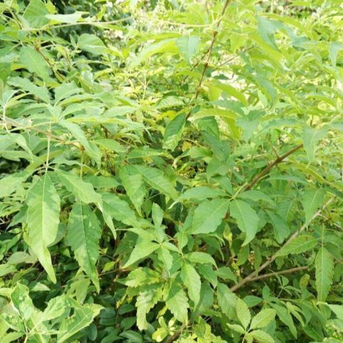 新鲜中草药五指风,布荆(枝带叶)