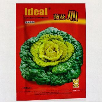 春不老高价菜种子乌塌菜黑心乌泡泡青黑油白菜秋冬耐寒蔬菜种子 菊花