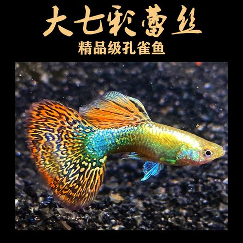 zxc七彩蕾丝泰国纯种淡水小型孔雀鱼淡水凤尾胎生鱼活体精品怀孕母鱼