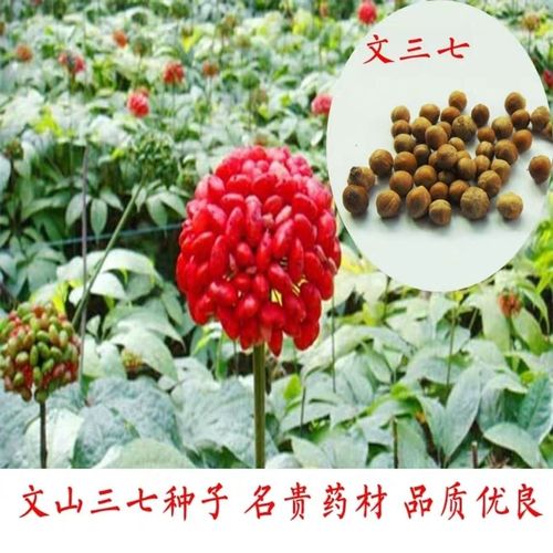 文山三七 云南文山三七种子种苗盆栽露天栽培品种纯正 质地优良
