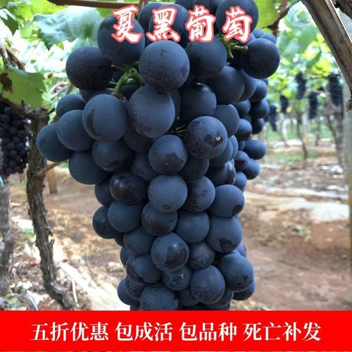 果树苗夏黑葡萄树苗 嫁接葡萄苗无核葡萄树苗 夏黑葡萄苗当年结果