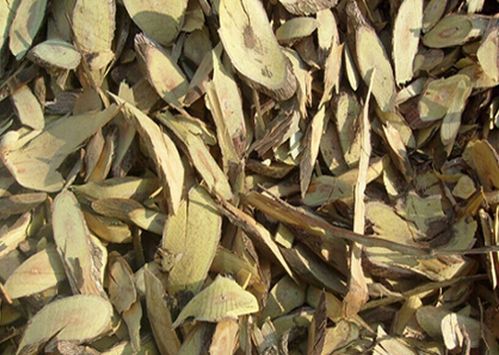 野生中药材岗梅根 又名岗梅 秤星木 满天星