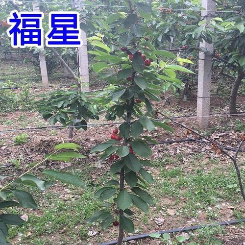 大樱桃苗俄8福晨福星齐早鲁樱三号俄罗斯八号樱桃树苗