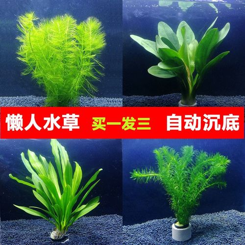 diy懒人水草 鱼缸造景水族箱装饰活体带底座自动沉底阴性无需底砂