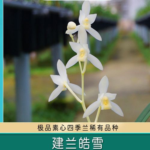 建兰雪白花 皓雪 浓香阳台花卉盆栽名贵极品素四季兰名贵素心