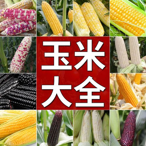 玉米种子高产大田大全新品种耐旱糯玉米杂交饲料爆米花水果玉米