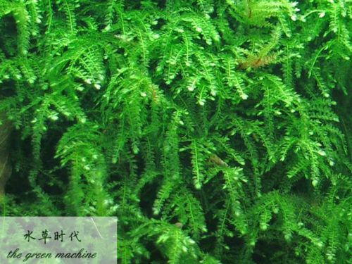 【水草时代】 珍珠三角莫丝/垂泪莫斯莫丝  鱼缸 造景 水草 莫斯
