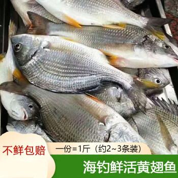 海钓黄翅鱼海鲜鲜活东山岛黄刺鱼黄赤鱼生鲜水产鲜活当天捕捞