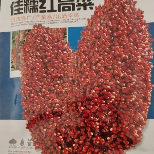 粘糯高粱种子 粘糯可糯粘糕 矮生抗旱高产酿酒高粱籽甜高粱春季播