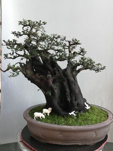 33号金弹子盆景乔木年功成品桩矮霸桩嫁接血红果庭院阳台桩