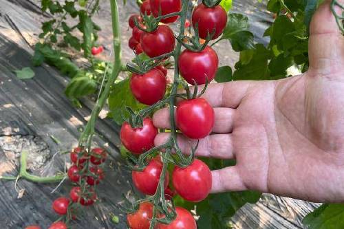 0/袋 粉果番茄种子  甜喜四号高甜度千禧类型小番茄品质保证,厂家直销