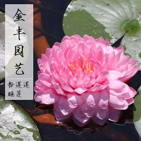 粉蓬蓬粉色大型睡莲重瓣室内盆栽获奖品种庭院花卉带花苞金丰园艺
