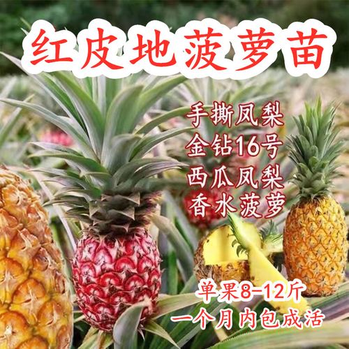 红皮地菠萝苗甜蜜蜜手撕凤梨苗金钻16号西瓜凤梨盆栽香水当年结果
