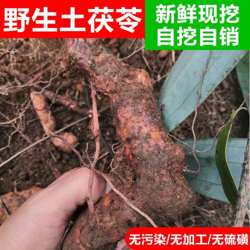 野生土茯苓 农家现挖土茯苓广东滋补药膳汤料中草药 新鲜500g正品