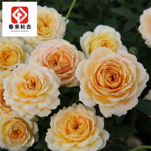 古董焦糖灌木月季欧月古董系列阳光天鹅古董浪漫焦糖庭院玫瑰花苗