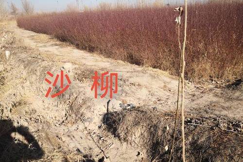 5/株 沙柳树苗基地 高原防风固沙,荒漠治理首选树种