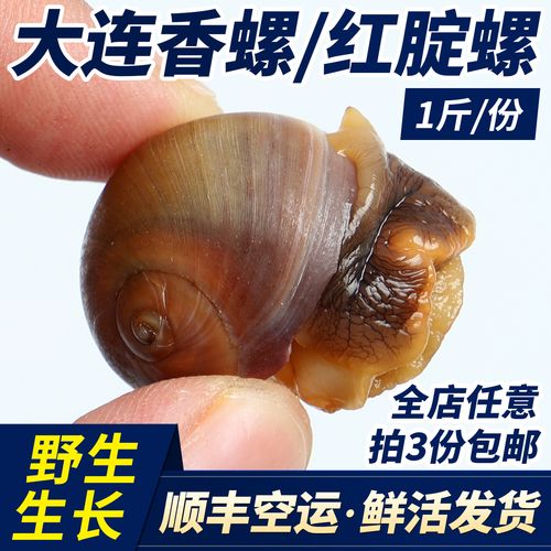 大连特产鲜活红腚螺沙螺肚脐螺猫眼螺小海螺香螺黄香玉螺野生新鲜
