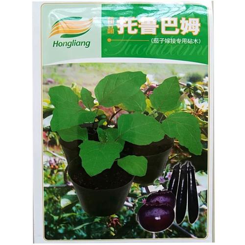改良托鲁巴姆茄子砧木种子圆茄长茄绿茄白茄线茄嫁接专用砧木种子