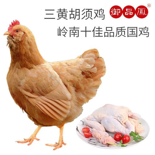 御品凤三黄胡须鸡三黄鸡山地放养土鸡走地鸡月子鸡