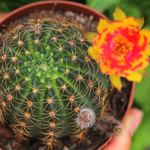 黄金荷花仙人球丽花属植物沟宝庭院盆栽仙人掌科园艺观赏植物多肉