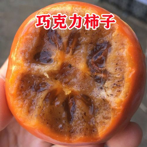 巧克力柿子树苗黑心柿子苗脆柿子苗特大新品种耐寒南北方种植果苗【5