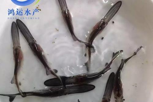 3/尾  良种鸭嘴鱼苗 鸭嘴鲟鱼苗 渔场直销