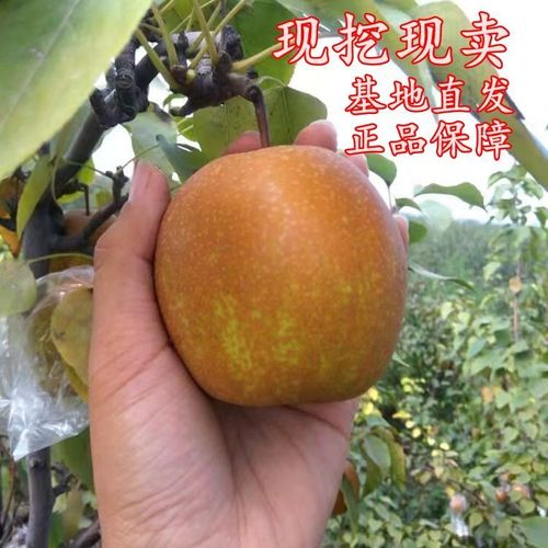 金珠果梨树苗 嫁接梨树苗 盆栽地栽果树苗 沙梨王果树苗 当年结果