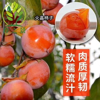 柿子树苗无核柿子苗嫁接苗柿子树苗盆栽地栽日本甜柿磨盘柿摘下就吃柿