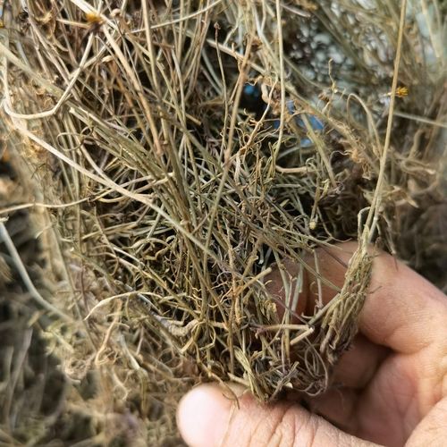 野生山草药鹿角草金花盖顶蛤爪草小号一包针整棵去伤药干货 500克