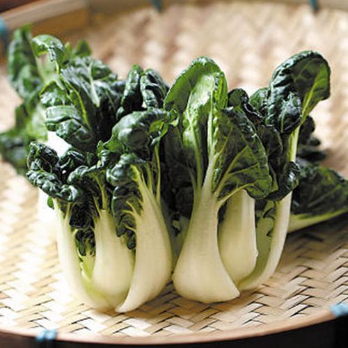 黑油小白菜种子 黑白菜易种室内庭院盆栽耐寒阳台种菜四季播易种