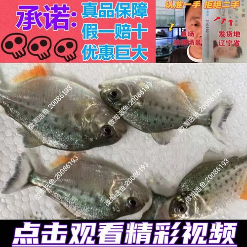 南美红文鱼 活 热带鱼宠物 观赏鱼 淡水 活苗 型鱼 活体 买10送10