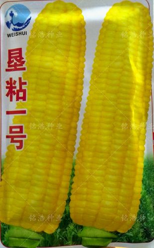 黄糯玉米种子鲜食粘甜春夏季播大棒非转基因加香甜玉米籽垦粘一号