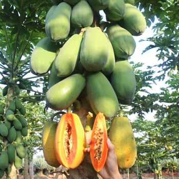 木瓜苗树冰糖牛奶红肉木瓜大青水果红妃矮化木瓜苗带土当年结果 红妃