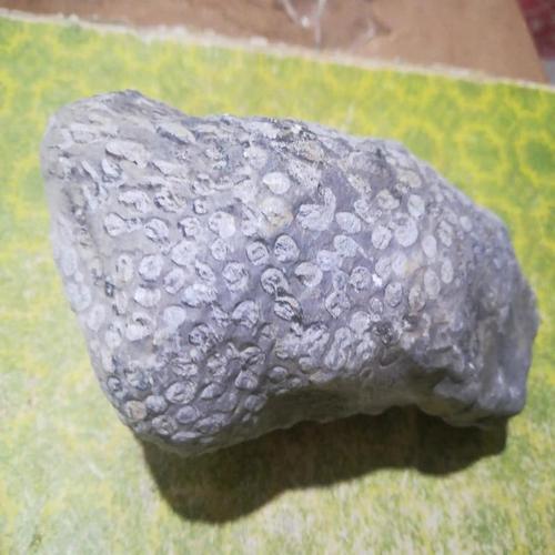 精品珊瑚化石古生物化石原石奇石泥盆纪教学科普收藏品观赏石标本