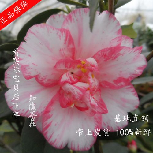 珍稀酒中花茶花 进口新品种树苗庭院室外小盆栽稀有大嫁接盆栽萨