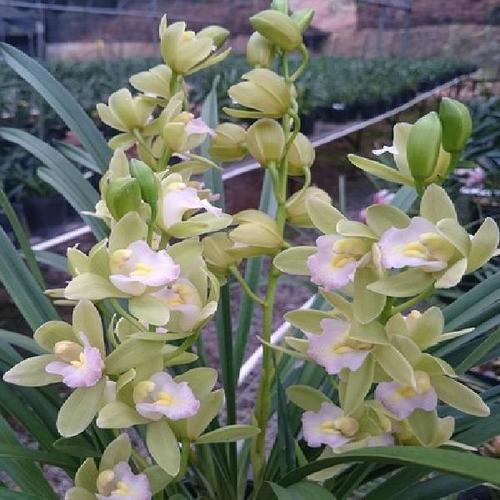 兰花 日本香兰  值得收藏 开花超香 养不死的品种