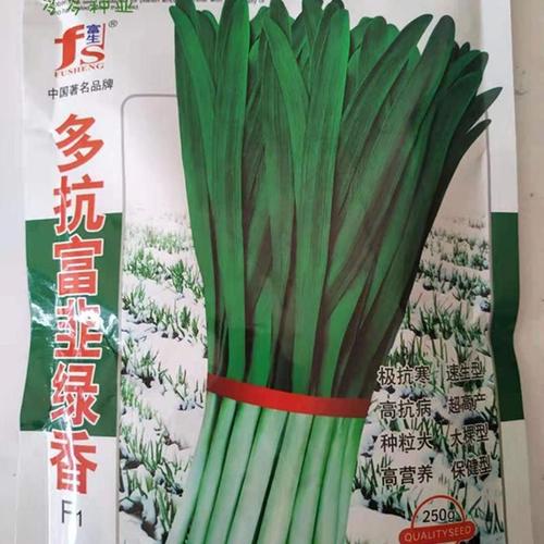 多抗富韭绿香韭菜种子多抗寒绿王韭菜籽杂交宽叶高产抗病蔬菜种子