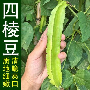 四棱豆种籽孑四棱豆四棱豆角苗四角豆海南四季春季农家蔬菜种子 四棱