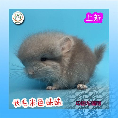 可爱各色龙猫e毛绒玩具幼小亲人龙猫长毛家养宠物可爱