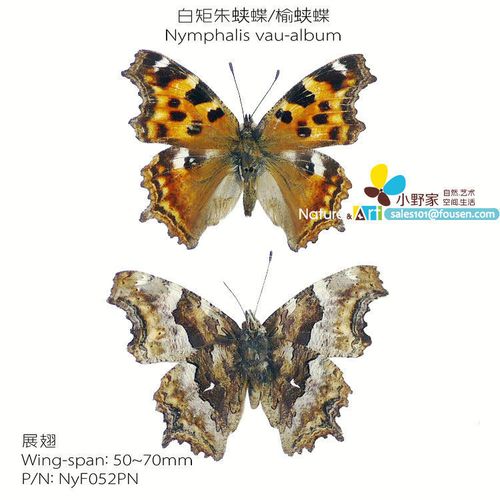 白矩朱蛱蝶榆蛱蝶