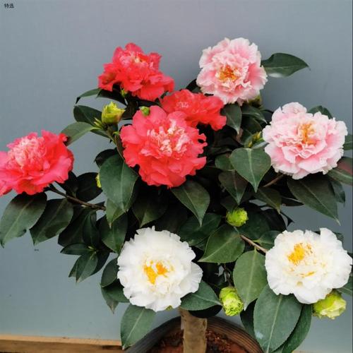 特选三赛茶花三个品种嫁接一树多色超级赛牡丹型木本花卉耐寒盆栽