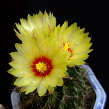 绯花玉开花仙人球仙人掌类稀有多肉花卉盆栽易活 四季 12绯花玉直径5