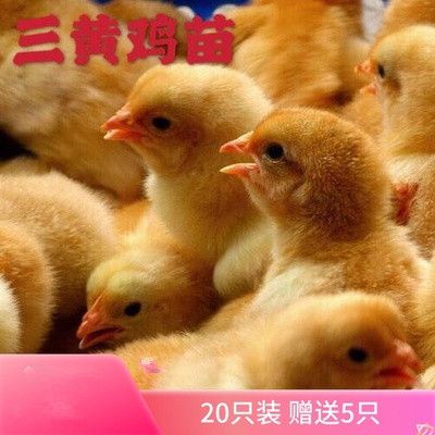 【20只装】儿童礼物玩具宠物小孩宠物小鸡饲料山黄鸡