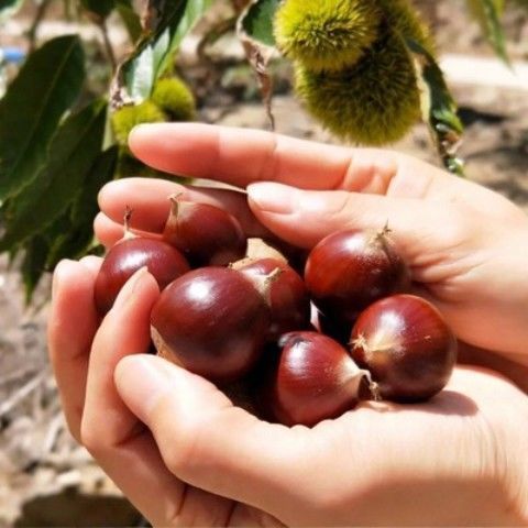 矮化板栗苗嫁接大红袍板栗树苗水果苗栗子苗锥栗树苗樱桃苗果树苗