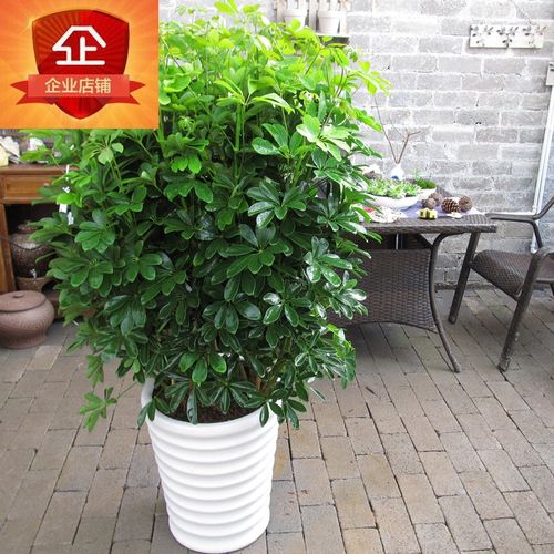 室内大型客厅办公盆栽花卉八方来财鸭脚木鸭掌木观叶植物招财树
