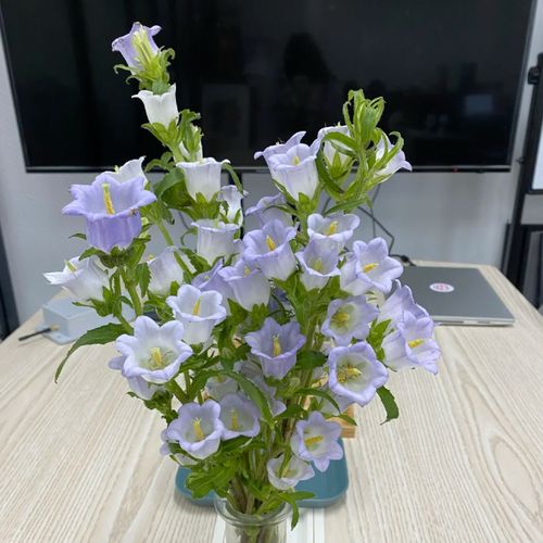花甜花艺花坊  风铃花空运包邮鲜花云南直发母情节婚礼圣诞鲜花