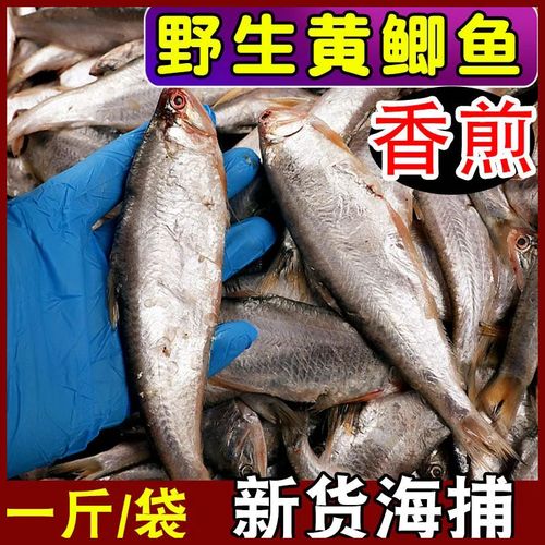 新鲜黄鲫鱼海捕油扣鱼马口鱼黄尖子鲜活速冻油炸黄鲫子海产品簿鲫