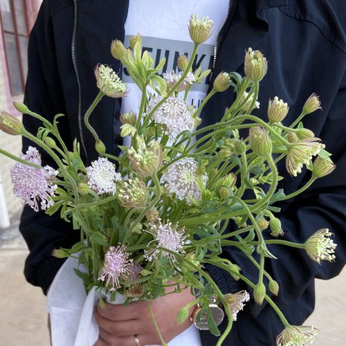 翠珠花鲜花花材插花蓝蕾丝水养真花办公室鲜切花云南基地直发包邮