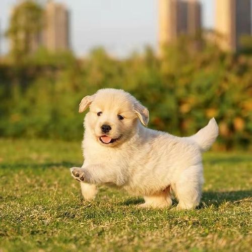 纯种金毛犬幼犬活体导盲犬狗活幼体小狗动物活的活物真狗宠物狗狗