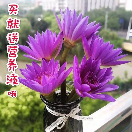 花卉基地精品睡莲鲜花蓝莲花富贵竹转运竹子观音竹龙竹水培植物